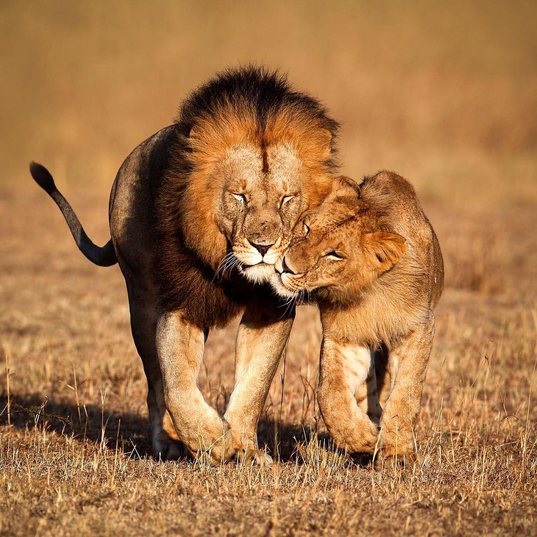 Картинка прикол любовь. Лев и львица. Львиный Прайд. Лев и львица любовь. Пара животных.