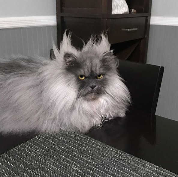 Знакомьтесь, злюка Джуно — самый зловещий кот в Сети