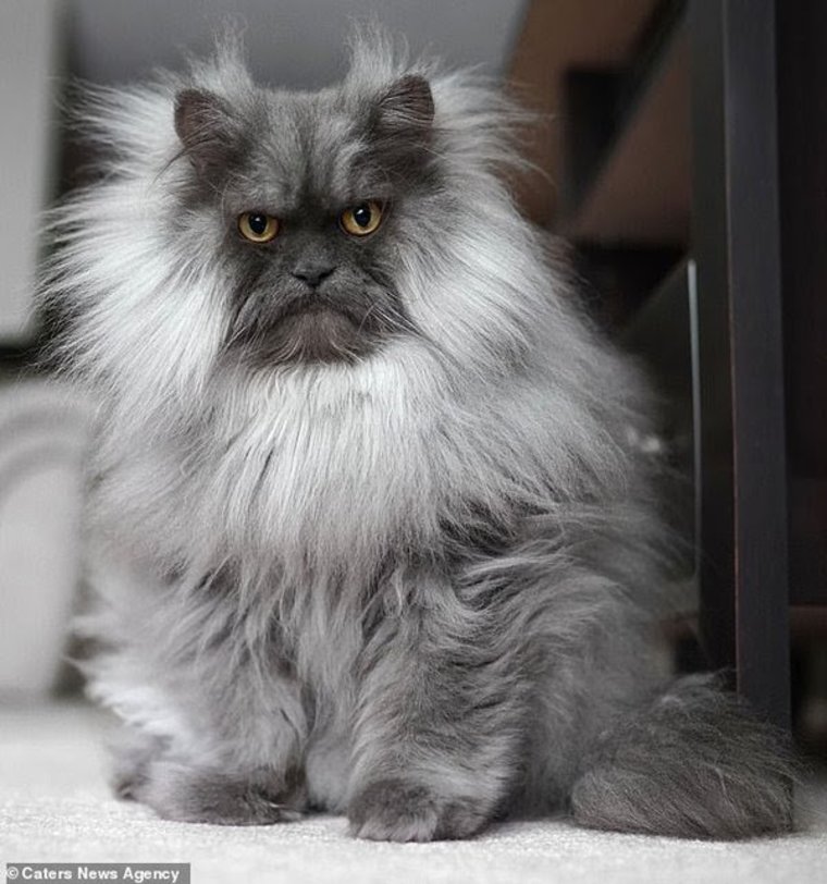 Знакомьтесь, злюка Джуно — самый зловещий кот в Сети